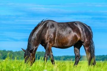a lonely horse is grazing on the field