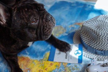 French bulldog lies on the world map with passport, hat and small plane, travel with dog, where to go with dog concept