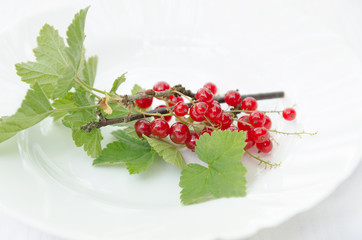 Johannisbeere Frische gepflügt