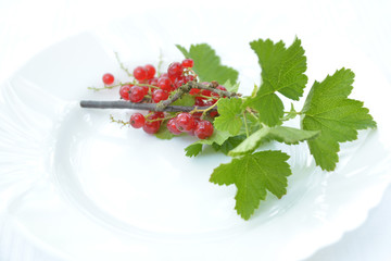 Johannesbeere auf dem Teller