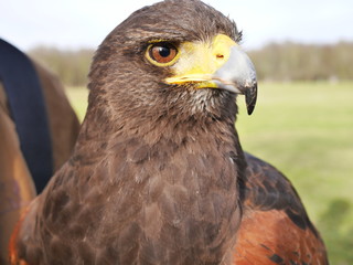 aigle