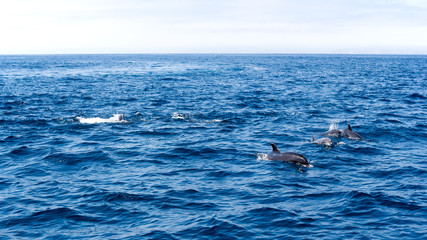 Fototapeta premium Playful dolphins swimming in open ocean waters near Ventura coast, Southern California