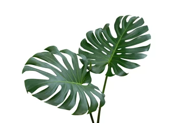 Türaufkleber Monstera Monstera-Pflanzenblätter, die tropische immergrüne Rebe isoliert auf weißem Hintergrund, Beschneidungspfad enthalten