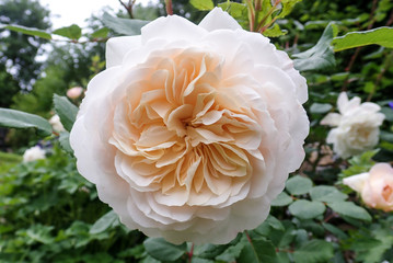 Close-up of Crocus Rose