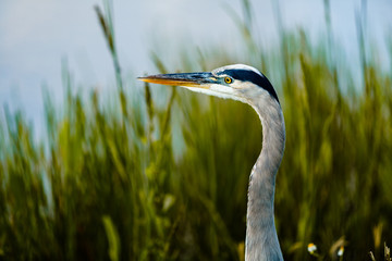 Great Blue Heron