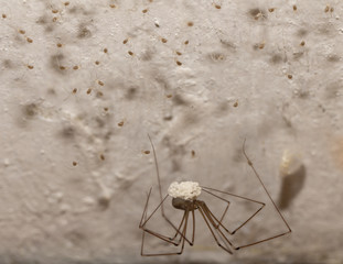Pholcus phalangioides Spider-fly with spiders on the ceiling in the house