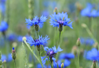 Kornblumen im Feld