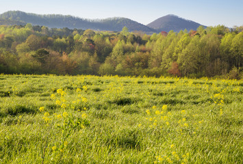 Jasper, Georgia Early Spring