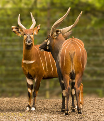 Two bongos (Tragelaphus eurycerus) stand side by side. One from the front one from the back