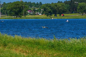 Obraz premium flock of seagulls over the lake