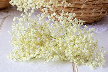 Fresh elder flowers on a white table