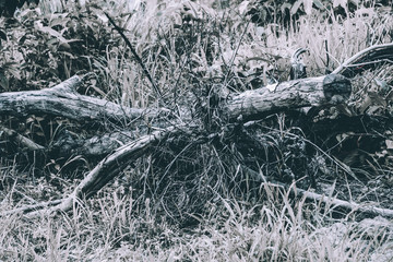 Dead tree in the forest