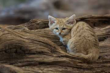 A small sand cat on a log 