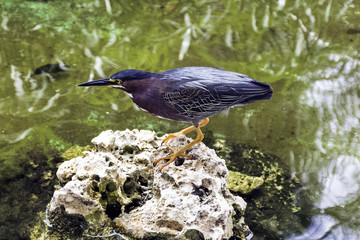 The green heron (Butorides virescens) - Peninsula de Zapata National Park / Zapata Swamp, Cuba