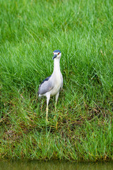 Alert heron standing in tall grass, Hawaii
