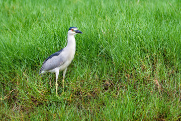 Alert heron standing in tall grass, Hawaii
