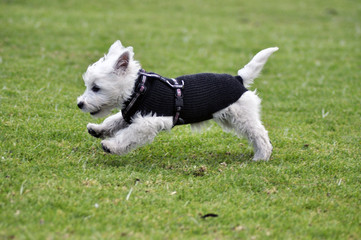 Little pet running