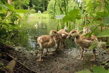 Nilgans Jungtiere