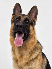 Portrait of a German Shepherd