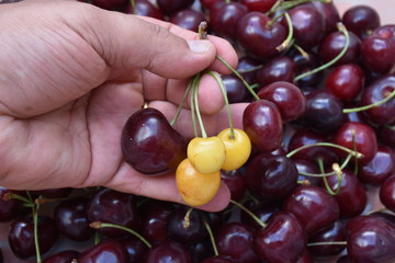 Italy, Puglia region. Big fresh cherries typical of the region. Quality called 