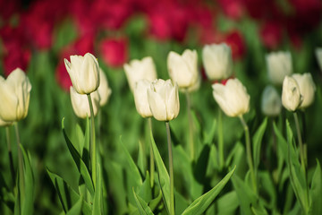 White beautiful tulips field in spring time, natural background