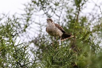 Galapagos Mockingbird in a tree