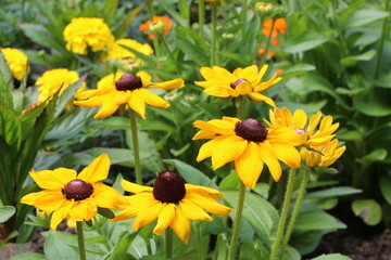 Summer Garden, Rudbeckia hirta, Sommergarten, schwarzäugige Rudbeckie