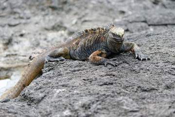Marine Iguana in the Galapagos