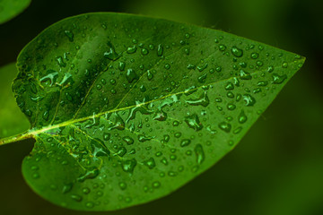 Green leaf with water drops, macro, nature dark eco background