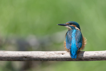 Martin pescatore su posatoio (Alcedo atthis)