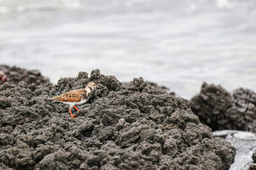 Shore bird in the Galapagos