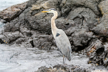 Heron in the Galapagos
