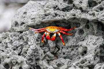 Sally Lightfoot Crabs on the Lava Rock in the Galapagos © Torval Mork