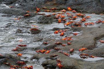 Sally Lightfoot Crabs on the Lava Rock in the Galapagos