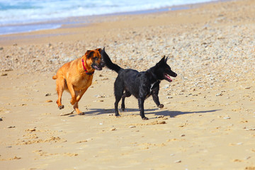 couple of two dogs  running on the beach