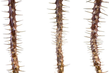 Thorn Tree trunk on a white background.