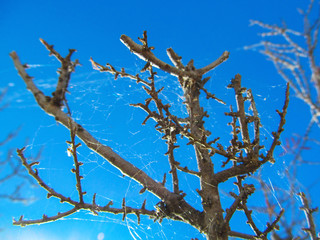 Dry tree with thorns and a spider web at sunset in Texas.  
Nature image element for wallpaper design, beautiful bright background.