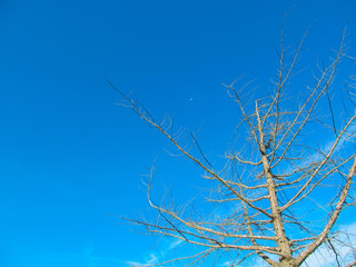 Dry tree with thorns and a spider web at sunset in Texas.  
Nature image element for wallpaper design, beautiful bright background.