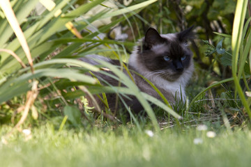 The Norwegian Forest Cat is tall, robust and has a half-length coat with a pronounced bushy tail and a distinct ruff
