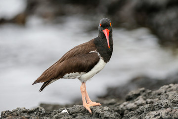 American Oystercatcher in the Galapagos