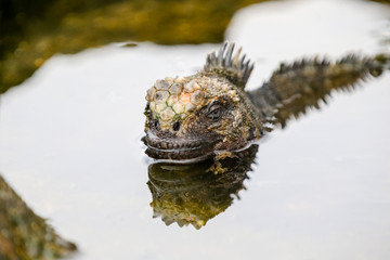 Marine Iguana in the Galapagos