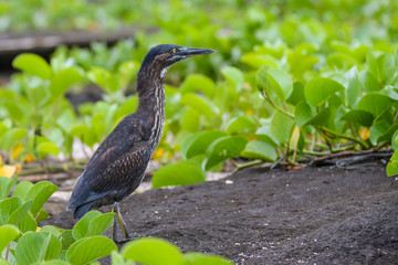 Heron in the Galapagos