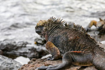 Marine Iguana in the Galapagos