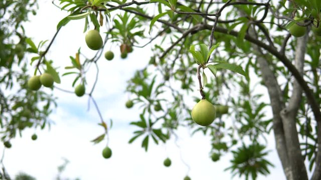 Cerbera oddloam fruit on tree, Suicide Tree, Pong-pong