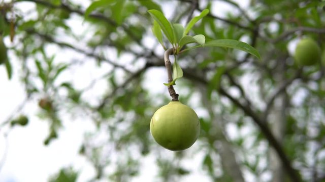 Cerbera oddloam fruit on tree, Suicide Tree, Pong-pong