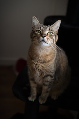 Chat Européen