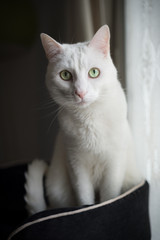 Chat blanc