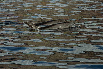 Dolphins swimming in Atlantic Ocean, Canary Islands - Tenerife, Spain