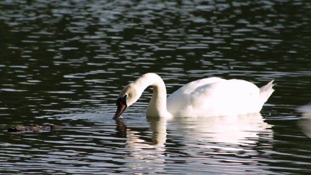 White swan eating seaweed in the lake