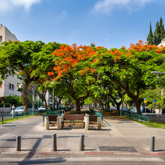 Red flowers trees at  boulevard Rothschild, the most prestige and luxury area in Tel Aviv.